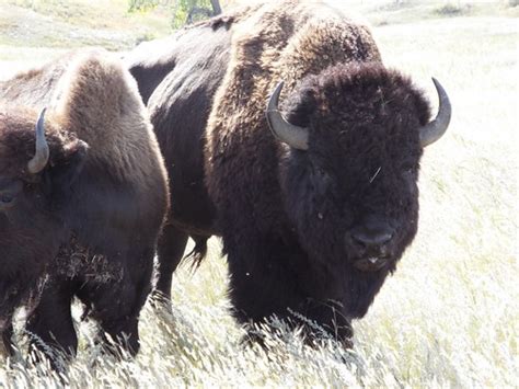 DSCF4634 Buffalo Custer State Park Sheila Kaplan Bradford Flickr