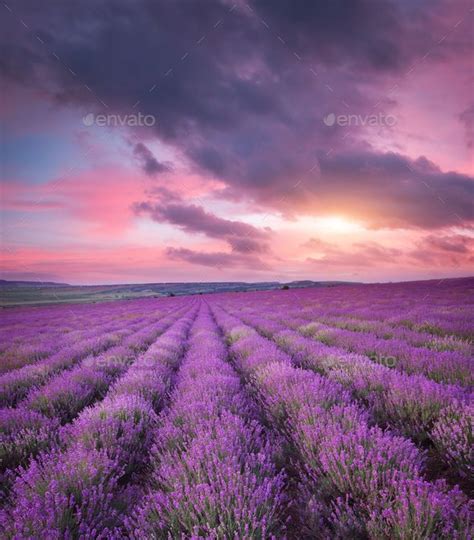 Meadow of lavender. | Countryside art, Meadow, Scene art