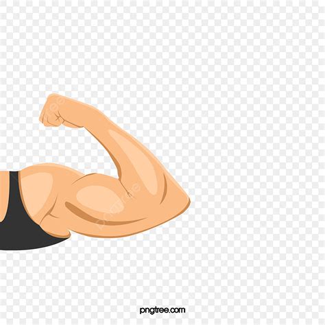 Muscles Png Muscle Png Image Background Labeled Arm Arm Muscles