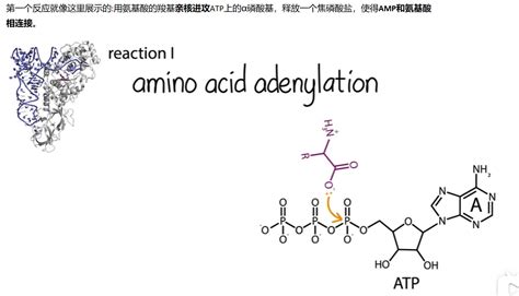 Mit 分子生物学 Part3 1 9 氨酰 Trna合成酶的校对 哔哩哔哩