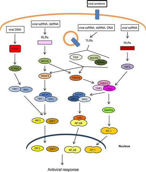 Frontiers Trim25 In The Regulation Of The Antiviral Innate Immunity