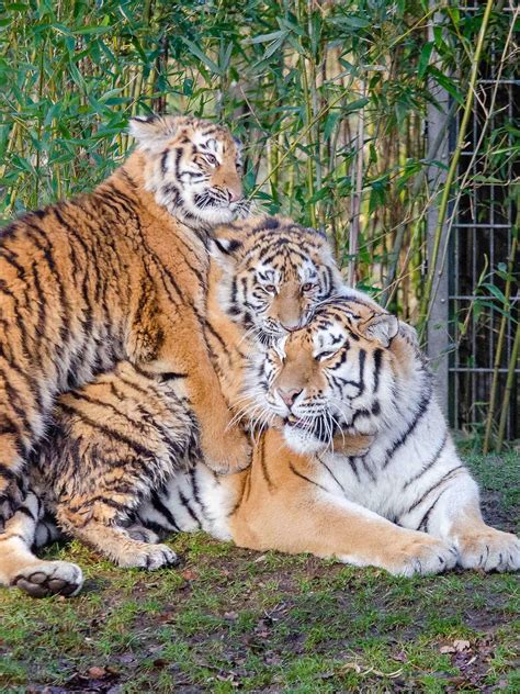 Two Tigers Sitting Among Bamboo Trees