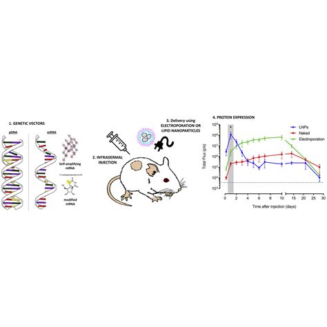 Expression Kinetics And Innate Immune Response After Electroporation