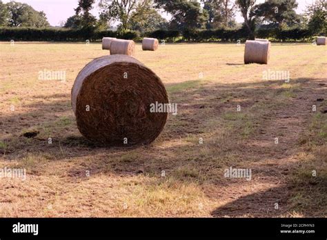 Large Bales Of Hay Grass Cut For Winter Cattle Food Cattle Forage