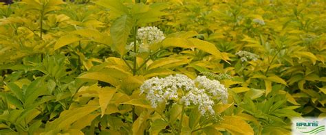 Sambucus Canadensis Aurea American Elderberry Von Bruns Pflanzen