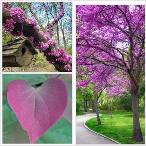 Western Redbud California Red Bud Tree Seeds Bonsai Cercis