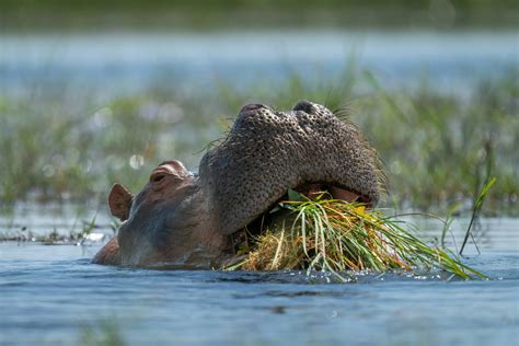 Food Do Hippos Eat - Animal Rove
