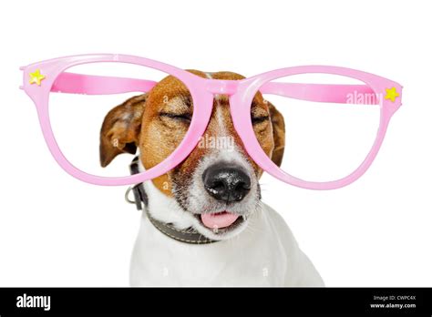 funny glasses dog Stock Photo - Alamy