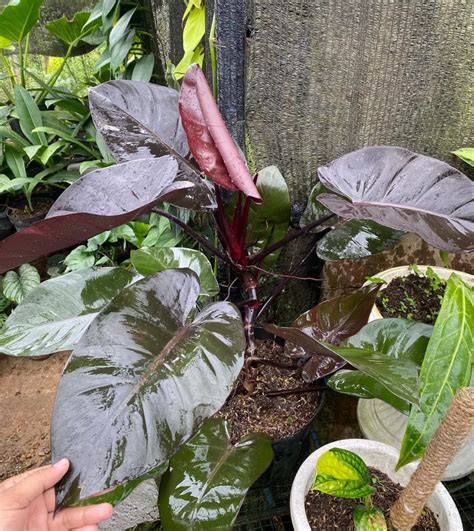 Philodendron Royal Queen Expert Care Guide