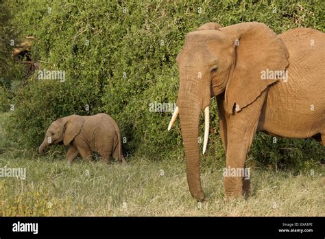 Female elephant and calf feeding, Samburu, Kenya Stock Photo - Alamy