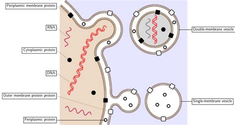 Vesicle Budding Schematic PDF | PDF