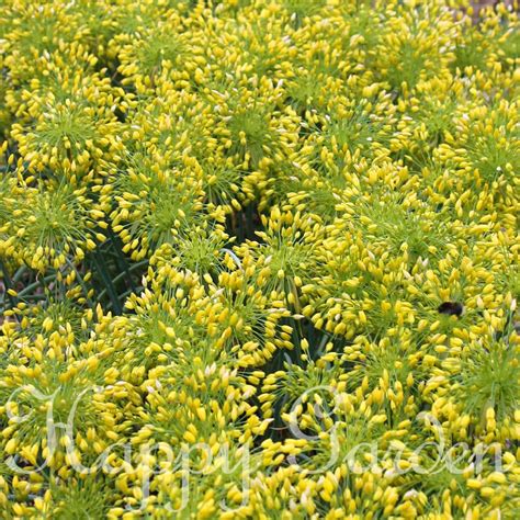 楽天市場希少 珍しい 植えっぱなし球根 花 アリウム イエローファンタジー 3球セットお届け中 小球根 メール便対応Allium 多年