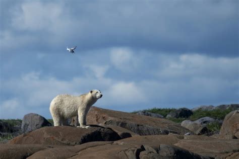 Do You Dream Of Seeing Polar Bears In Their Habitat? Classic Canadian ...