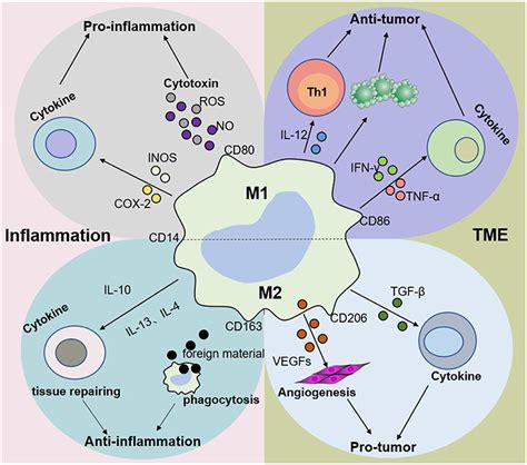 Frontiers Nanoparticles Targeting Macrophages As Potential Clinical