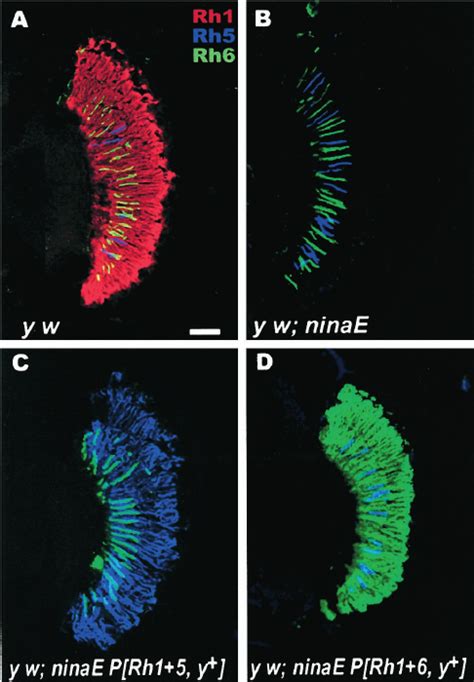 E Xpression Of Rh5 And Rh6 In The Compound Eye Of Drosoph Ila Shown Download Scientific