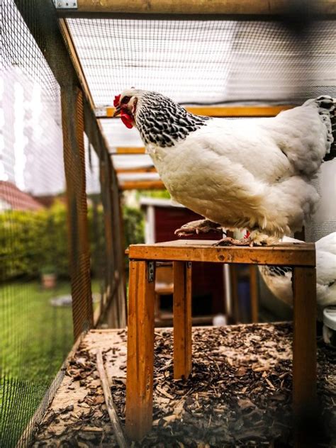 Archives des Pondoir à poules Poulorama tout sur les poules