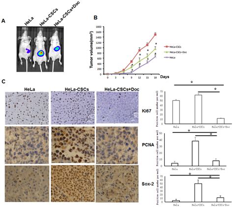 In Vivo Tumor Formation Of Doc Treated Hela Cscs A Ivis Imaging Of