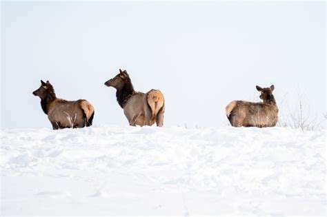 Key wildlife corridor part of NCC's new conservation project near Waterton Lakes National Park ...