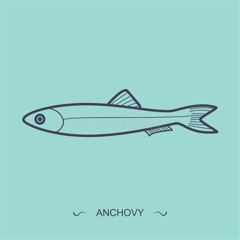 Anchovy Stock Illustrations 1 711 Anchovy Stock Illustrations Vectors And Clipart Dreamstime