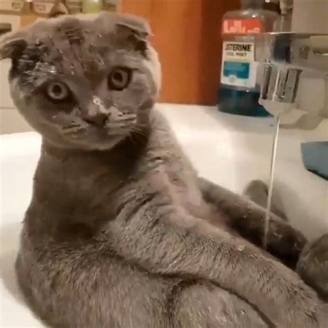 She Just Likes To Take A Bath 😻🛀 📩 Submit Your Cats Photo To Our