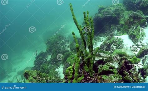 Porifera Sea Sponge Lubomirskiidae And Spongillidae Underwater Of Lake