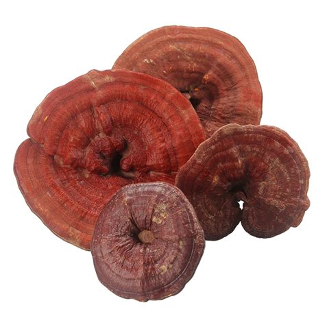 Organic Reishi Mushroom Plant Extract Powder Ganoderma Lucidum Mushroom