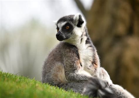 Lemur in madagascar stock photo. Image of tail, furry - 116288236