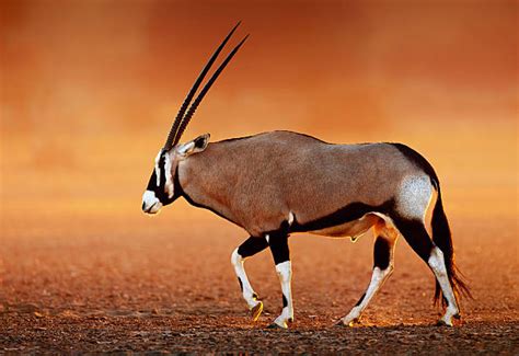 6300 South African Oryx Stock Photos Pictures And Royalty Free Images