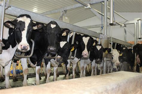 Usda Adds New Rules Under The Packers And Stockyards Act Farm And Dairy