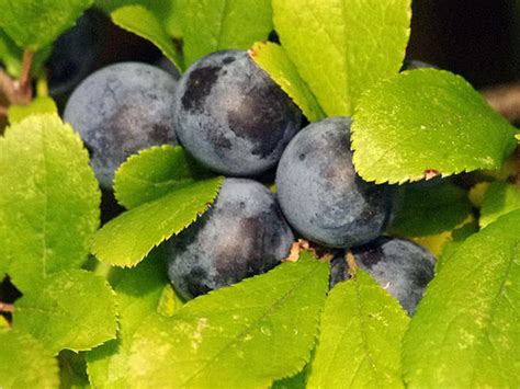 Тёрн: посадка и уход, обрезка, размножение, свойства – вред и польза, фото