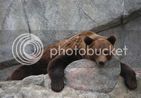 Ussuri brown bear - Alchetron, The Free Social Encyclopedia