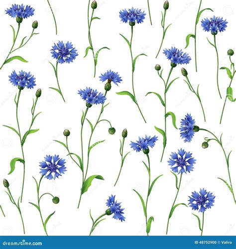 Blue Cornflowers Pattern Stock Vector Illustration Of Blue