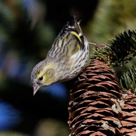 Le Tarin Des Aulnes Carduelis Spinus Philippe Roux Flickr