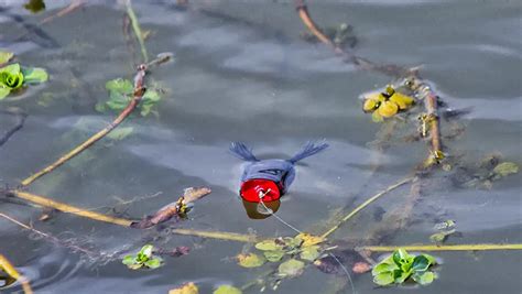 7 Best Frog Tweaks For Better Bass Fishing Wired2fish