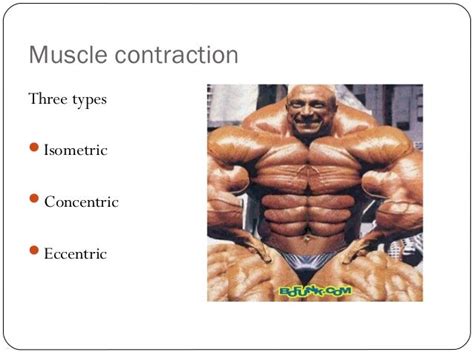 Muscular contraction and muscle types