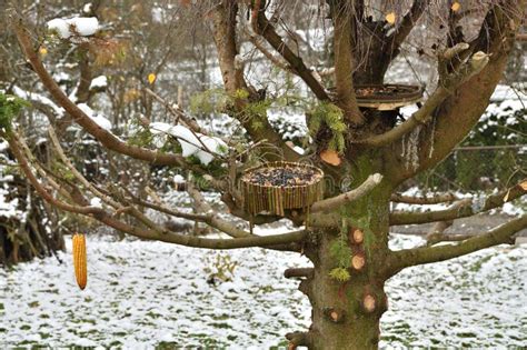 Decorative Feeder For Wild Birds From Tree Branches Covered With Snow