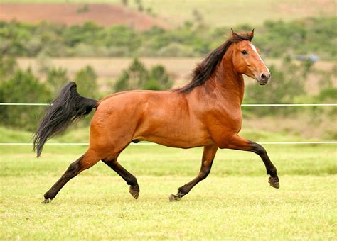 Ra A De Cavalo Puro Sangue Lusitano Caracter Sticas E Fotos Mundo