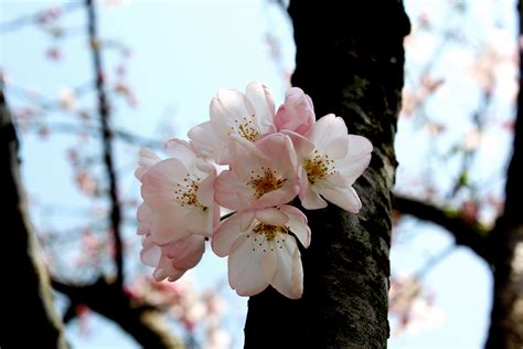 Free Images Branch Flower Petal Botany Pink Flora Season