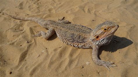 Le Pogona Tout Ce Que Vous Devez Savoir Sur Ce L Zard Fascinant