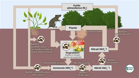 Azoto Nellatmosfera E Nei Suoli Le Conseguenze Su Ecosistemi E Clima