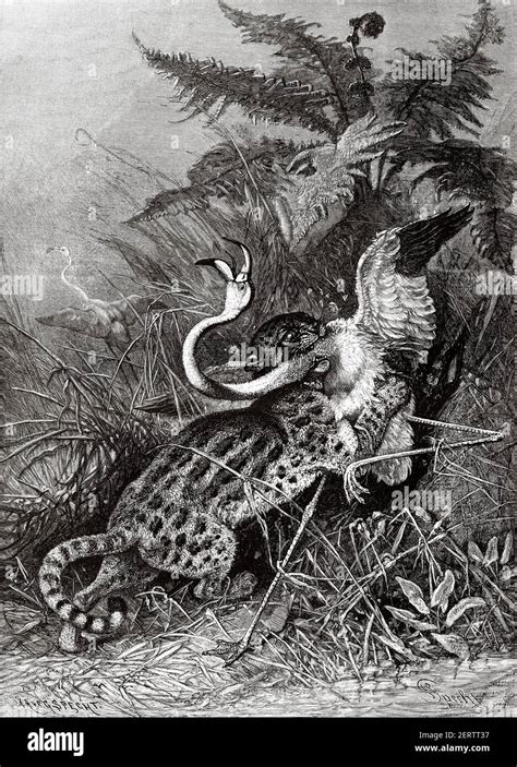 Ocelot. Dwarf leopard (Leopardus pardalis) hunting a flamingo. Old 19th ...