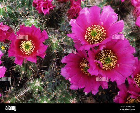 Strawberry Hedgehog Cactus With Blossom Stock Photo Alamy