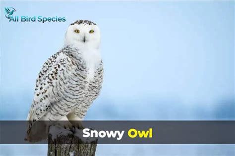 8 Owls In Missouri Id Guide With Photos All Bird Species