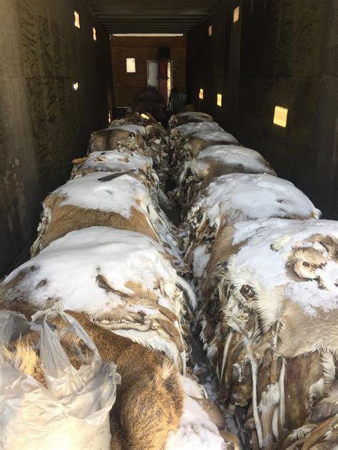 Deer tails and hides big bucks for Lions Clubs