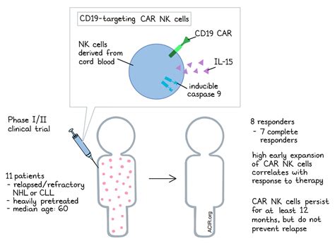 Car Nk Cells The Newest Drivers On The Road