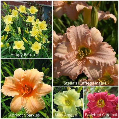 Rebloom Collection | Blooms All Season | Oakes Daylilies