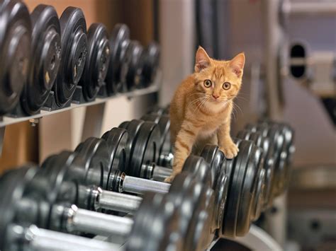 Matt Damon Told Stephen Colbert His Cat Is Jacked” Is That A Thing