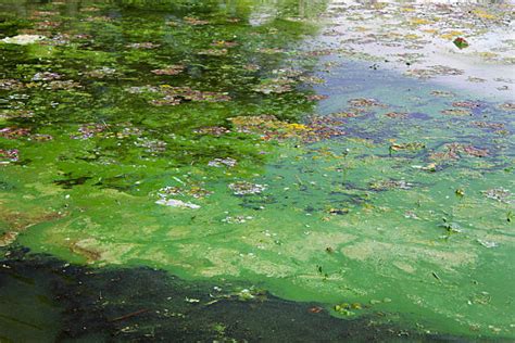 Why Does Pond Algae Grow How To Get Rid Of It Aqua Whisper