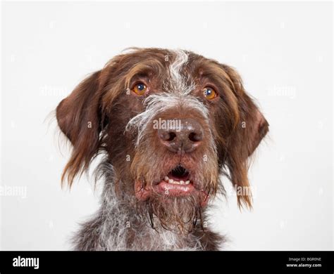 Dilbert Hi Res Stock Photography And Images Alamy