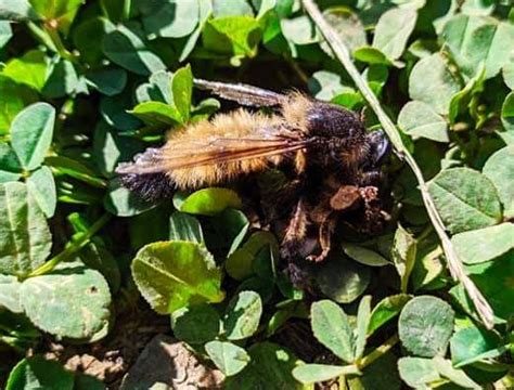 Moscas Florícolas de Chile Citizen Science on Twitter This giant